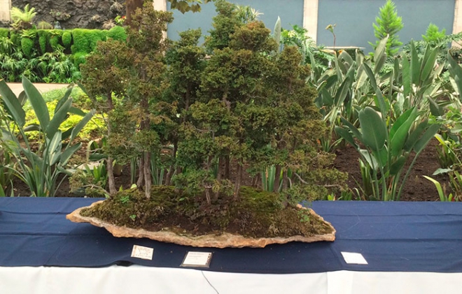 Celebra Jardín Botánico &quot;Cosmovitral&quot; 38 aniversario con &quot;Pasión por el Bonsai&quot;