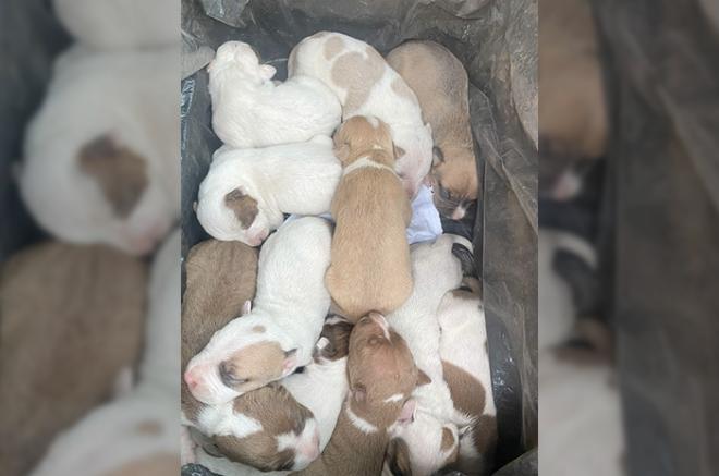 Los animalitos permanecían en el patio una vivienda en la colonia Aztecas en un inmueble que fue sellado por la Fiscalía.