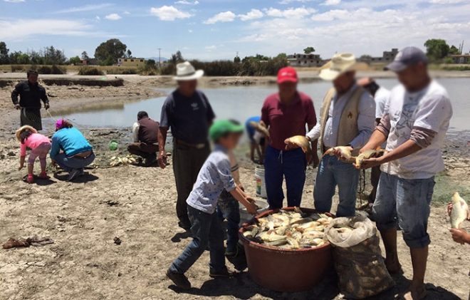 A comer pescados y mariscos! A Edomex 52 mil toneladas para Cuaresma