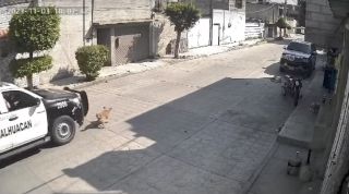 "Peluche" fue aplastado por una patrulla de Chimalhuacán