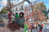 Uno de los árboles retirados alcanzaba los 11 metros de altura.