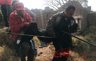 Atacan perros a sus criadores en Toluca; un lesionado