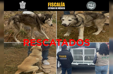 Perros rescatados en Toluca y Otzolotepec reciben atención veterinaria tras ser localizados en condiciones de hacinamiento y desnutrición.