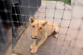 Deberán pasar varios meses de atención médica.