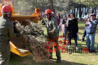 La campaña que hoy inicia, está prevista para recibir árboles hasta la primera semana de marzo, en las instalaciones de la Secretaría de Desarrollo Agropecuario (Sedagro).