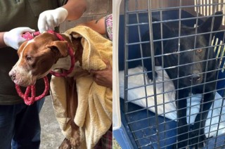 En una primera acción se alertó que en un inmueble de la colonia Cacalomacán en el municipio de Toluca, al parecer se encontraban caninos los cuales sufrían maltrato animal.