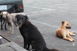 Diversas organizaciones civiles se coordinaron para hacer el llamado “Adopta un Ángel&quot; a la población.