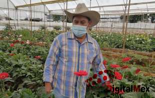 El corte de flor inició el fin de semana pasado y se cultivaron en 2 mil 153 hectáreas, de las 7 mil 305 hectáreas florícolas con las que cuenta el Estado de México