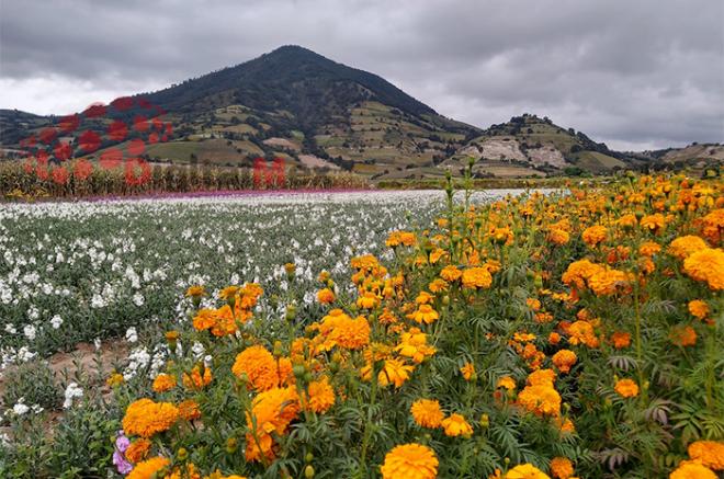 Al 50% producción de flor para Día de Muertos