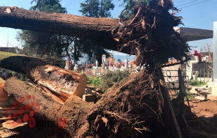 Derribarán 100 árboles en San Mateo Oxtotitlán