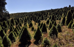 Probosque asigna 761 mdp a cuidado de áreas forestales