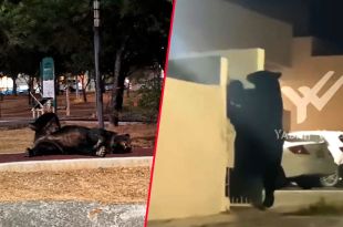 #Video #Viral: Captan a oso irrumpiendo en residencia de Nuevo León