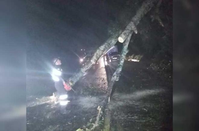 En Temascaltepec, el árbol cayó en la carretera federal 134, en su tramo Toluca-Tejupilco,