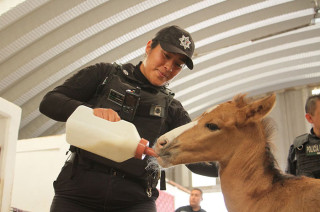 Policías y personal de Bienestar Animal rescatan a un potrillo deshidratado y abandonado en la Sierra de Guadalupe, brindándole atención veterinaria especializada.