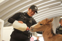 Policías y personal de Bienestar Animal rescatan a un potrillo deshidratado y abandonado en la Sierra de Guadalupe, brindándole atención veterinaria especializada.
