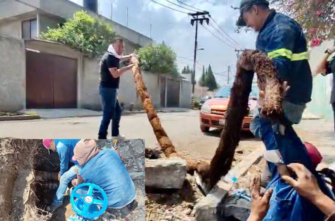 Una raíz de más de 10 metros fue extraída de la tubería principal en Jardines de Morelos, Ecatepec, tras años de provocar baja presión en el suministro de agua.