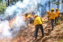 Autoridades combaten un incendio forestal en el Estado de México; los nuevos castigos buscan frenar estos siniestros que afectan áreas naturales y comunidades.