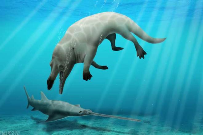Esta ballena prehistórica data de hace 43 millones de años