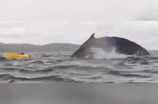 Las ballenas jorobadas no son agresivas hacia los humanos 
