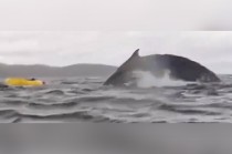 Las ballenas jorobadas no son agresivas hacia los humanos 