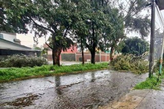 Arboles caidos en Naucalpan
