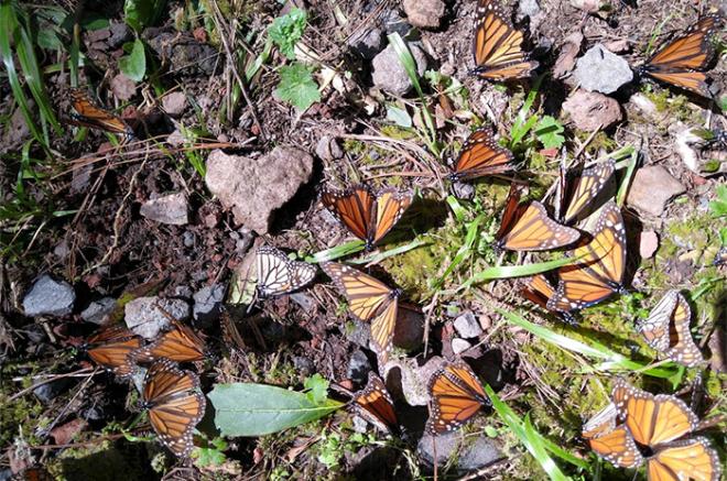 Aunque en el Estado de México han llegado a tener 11 colonias de mariposas Monarca, solo hay tres santuarios abiertos al público