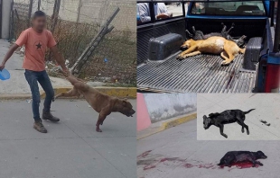 Envenenan y matan perros callejeros en Zinacantepec