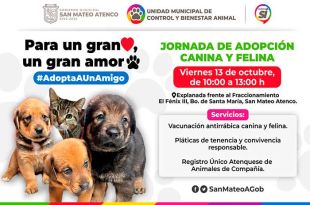 Invitan a Jornada de Adopción de gatitos y lomitos en San Mateo Atenco