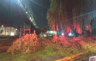 #Metepec: Detienen a grupo que talaba árboles en Pino Suárez