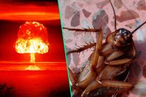Eliminar a una cucaracha es muy difícil