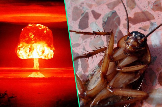 Eliminar a una cucaracha es muy difícil