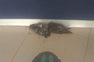 Los hechos se reportaron la madrugada de este jueves, luego de que se activara la alarma de la sucursal