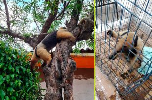 Oso hormiguero trepando entre los árboles de Nezahualcóyotl