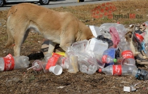 Iniciativa para considerar a perros, seres sintientes y con derechos