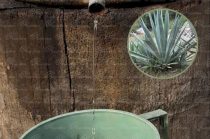 Productores mexiquenses avanzan en procesos de certificación y formalización para comercializar mezcal.