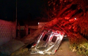 Caen más de 20 árboles en Valle de México por fuertes vientos