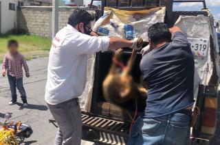 Vecinos del fraccionamiento Galaxias en Toluca denunciaron  el   envenenamiento de al menos ocho perros