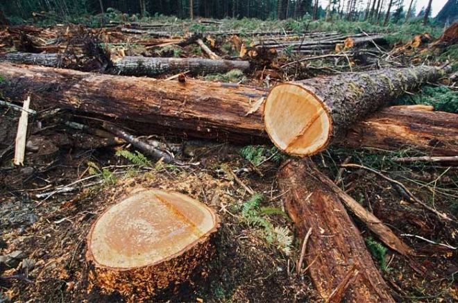 La tala ilegal e inmoderada de árboles maderables, lo que impacta en los bosques.