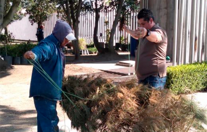 Recibe Metepec árboles de Navidad naturales en ocho centros de acopio