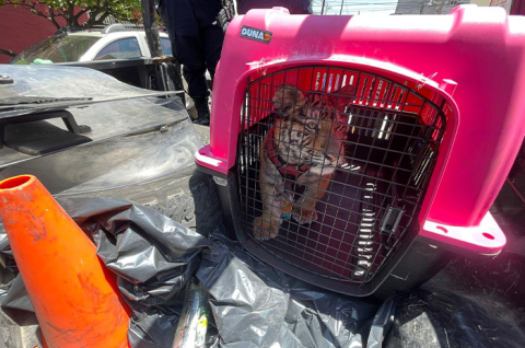 Cachorro de tigre de bengala fue rescatado en Ecatepec tras denuncia vecinal; el animal se encontraba en un espacio reducido y ya es valorado por autoridades.