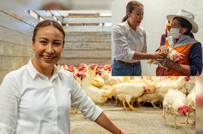Las familias reciben gallinas ponedoras para producir huevo orgánico y carne de pollo desde sus propios hogares.