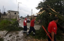 #Zinacantepec: lluvia y viento provocan caída de árboles