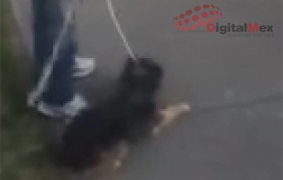 Hombre es grabado mientras arrastra a su perro con un lazo en Toluca