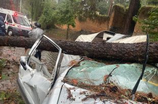 Caída de árbol deja lesionados en Valle de Bravo