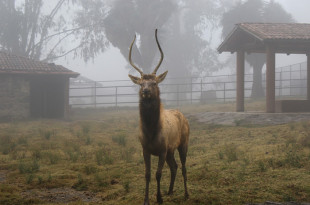 Especialistas cuidan a felinos, primates y mamíferos pequeños en Zacango durante el invierno.