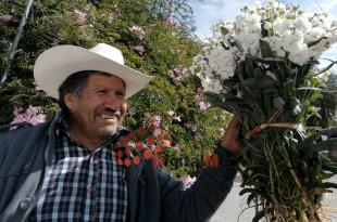 En San Francisco Putla se dispone de 250 a 300 hectáreas para el cultivo de cempasúchil, nube, alhelí y crisali, pero el año pasado, el 50% fueron ocupadas por lechugas o brócoli.