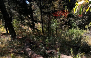 #ÚltimaHora: abandonan torso humano en #Xalatlaco