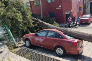 Elementos de Protección Civil y Bomberos de Toluca atendieron la caída de un cedro sobre un automóvil en el Barrio del Cóporo.