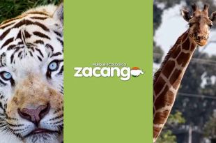 #Video: ¡No te pierdas la reapertura del Parque Ecológico #Zacango!