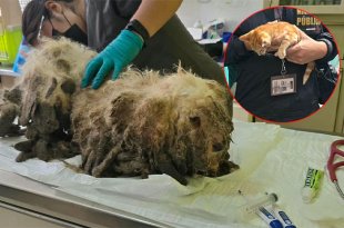 Personal del Centro de Control y Bienestar Animal de Toluca brinda atención veterinaria a los animales rescatados por presunta negligencia en sus cuidados.